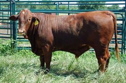 /images/bull-calves-may-09-018_250x166.jpg